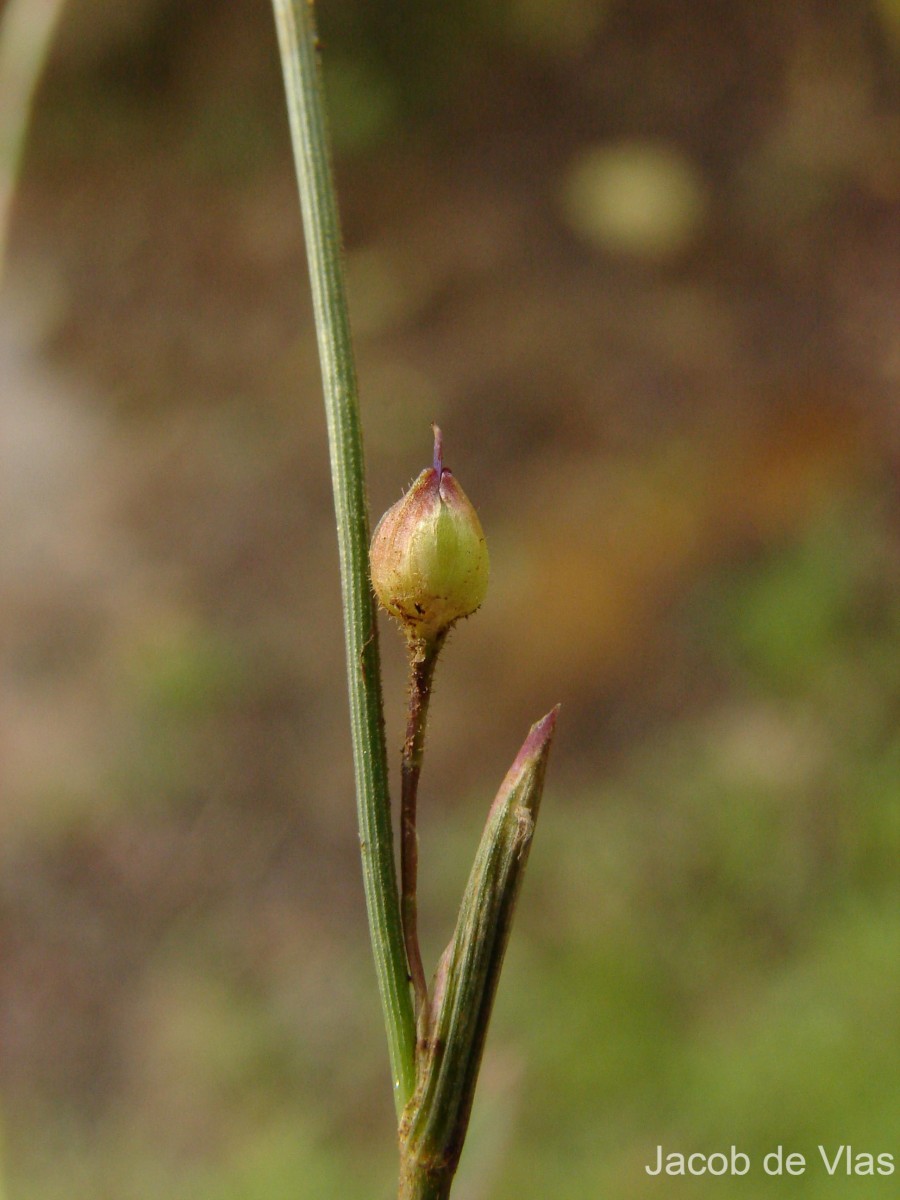 Murdannia vaginata var. vaginata